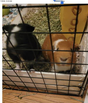 Rescue Guinea Pig Guinea Pigs for Adoption in Aurora, Illinois - Huck And Finn | PetCurious